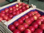 Яблоки из Польши! Apples from Poland! - фото 7