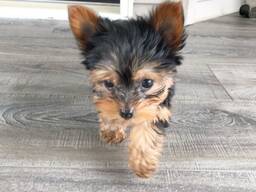 Yorkshire'i terjeri (Yorkie) kutsikad – 11 nädalat vanad